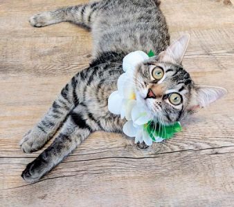 Pet of the Week